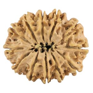 12 Mukhi Rudraksha 31.4mm 5.85gm - Rudraksha back