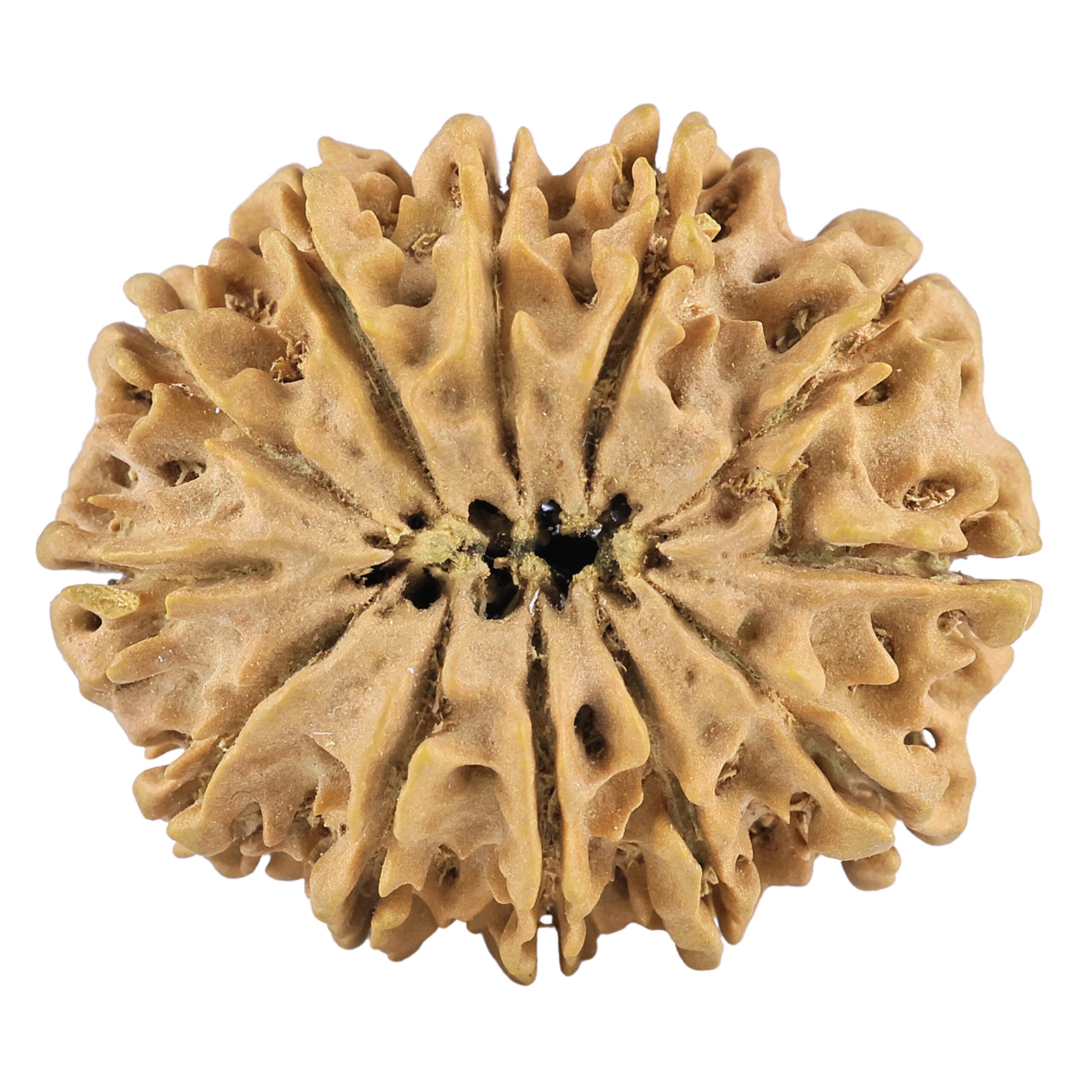12 Mukhi Rudraksha 31.4mm 5.85gm - Rudraksha back