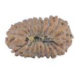 20 Mukhi Rudraksha 20.1mm 1.41gm - Rudraksha back