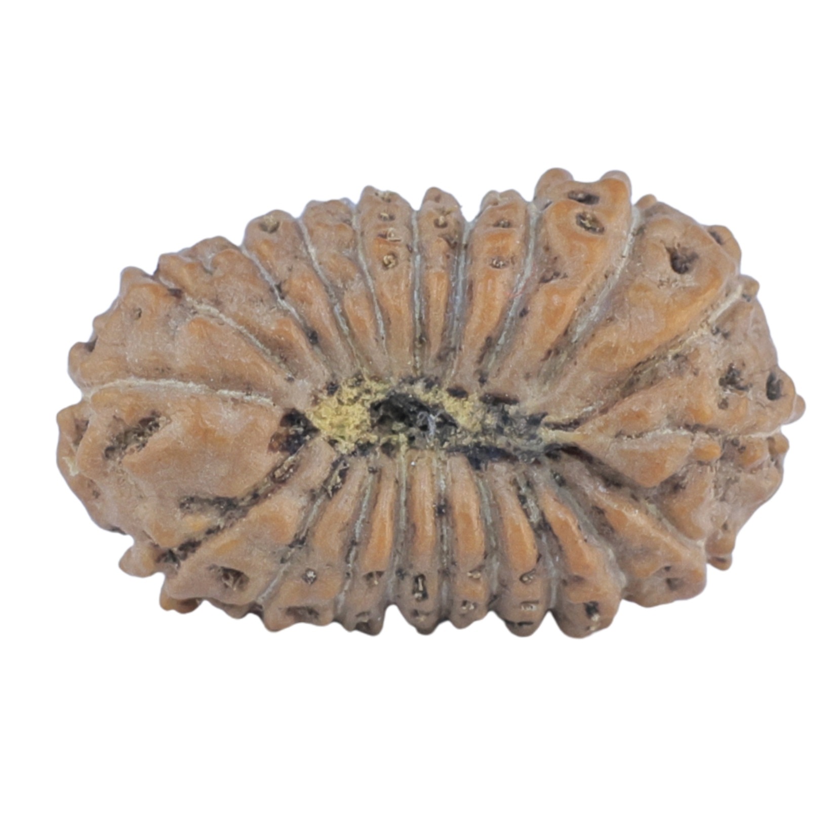 20 Mukhi Rudraksha 20.1mm 1.41gm - Rudraksha back