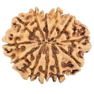 12 Mukhi Rudraksha 26.9mm 4.24gm - Rudraksha back