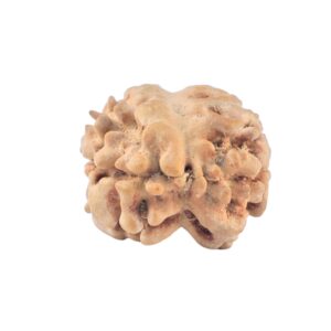 2 Mukhi Rudraksha 20.3mm 1.37gm - Rudraksha back