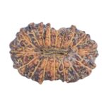 17 Mukhi Rudraksha 12.6mm 0.4gm - Rudraksha back