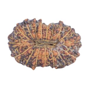 17 Mukhi Rudraksha 12.6mm 0.4gm - Rudraksha back