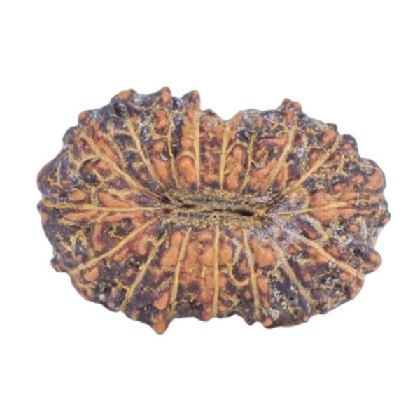 17 Mukhi Rudraksha 12.6mm 0.4gm - Rudraksha back