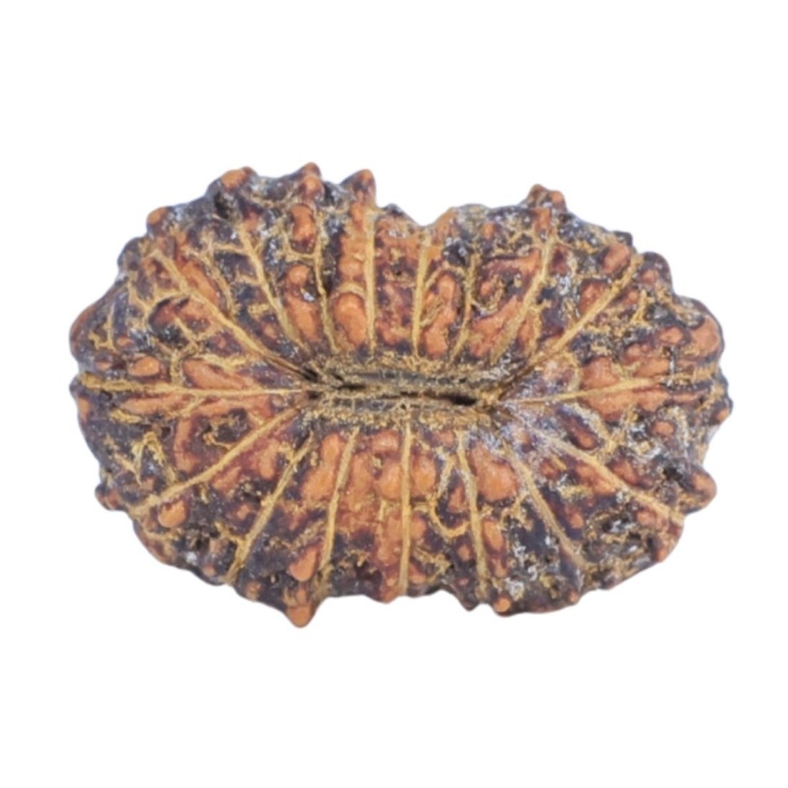 17 Mukhi Rudraksha 12.6mm 0.4gm - Rudraksha back