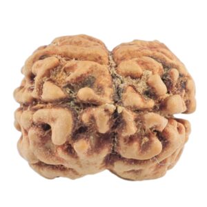 2 Mukhi Rudraksha 20mm 1.55gm - Rudraksha back