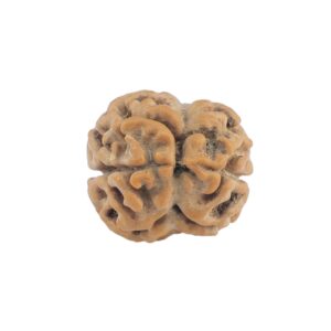2 Mukhi Rudraksha 19.9mm 1.51gm - Rudraksha back