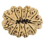11 Mukhi Rudraksha 37.5mm 8.17gm - Rudraksha back