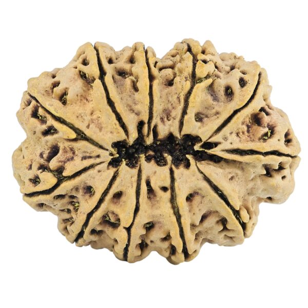 11 Mukhi Rudraksha 37.5mm 8.17gm - Rudraksha back