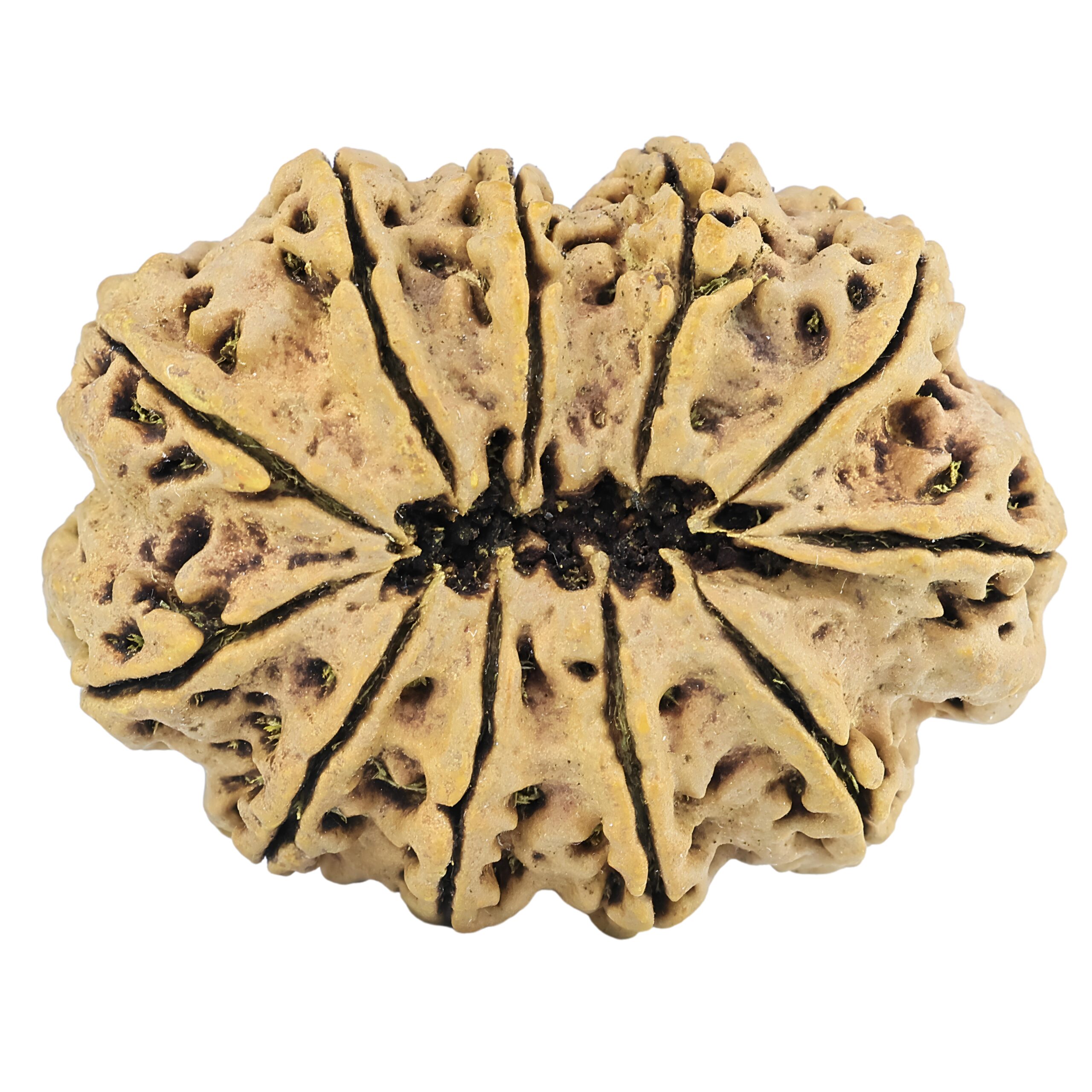 11 Mukhi Rudraksha 37.5mm 8.17gm - Rudraksha back