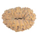 17 Mukhi Rudraksha 16.6mm 1.1gm - Rudraksha back