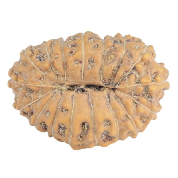 17 Mukhi Rudraksha 16.6mm 1.1gm - Rudraksha back