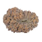 19 Mukhi Rudraksha 24.4mm 2.68gm - Rudraksha back