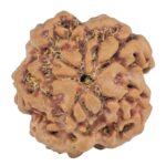 1MK(Underdeveloped) 23mm 4.15gm - Rudraksha back