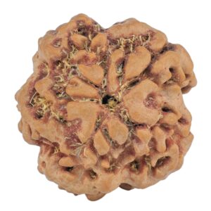 1MK(Underdeveloped) 23mm 4.15gm - Rudraksha back