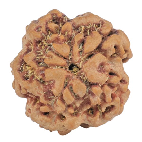 1MK(Underdeveloped) 23mm 4.15gm - Rudraksha back