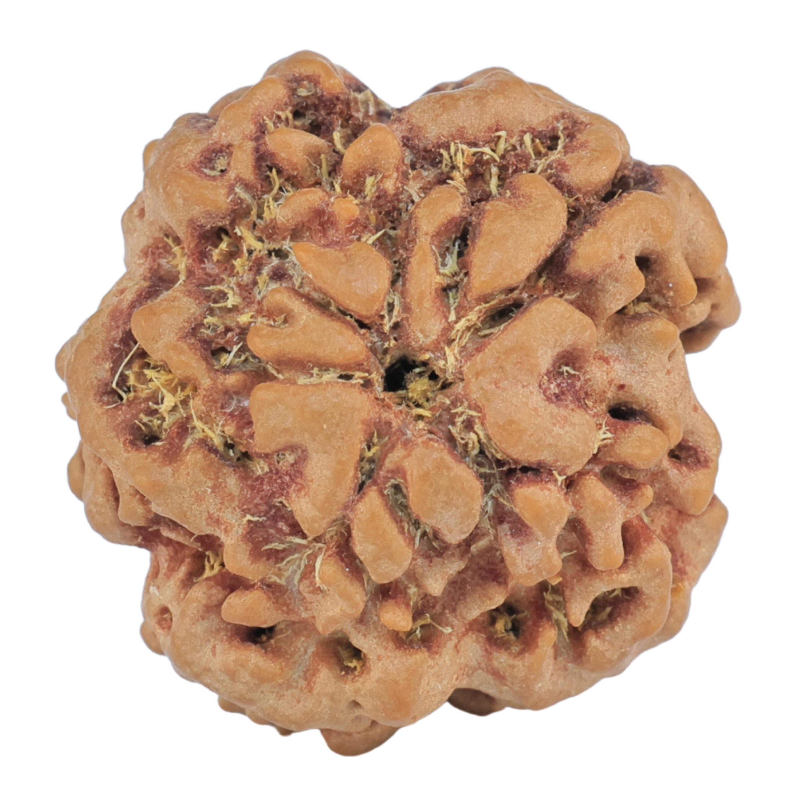 1MK(Underdeveloped) 23mm 4.15gm - Rudraksha back