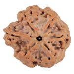 Sawar/Ganesh (5+1) 24.4mm 4.81gm - Rudraksha back