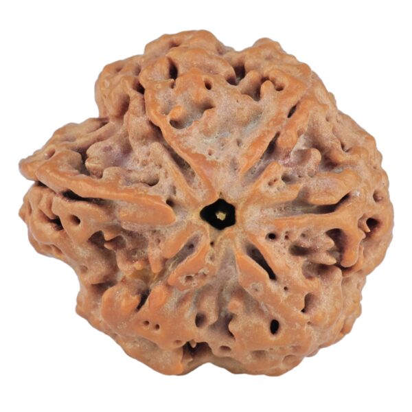 Sawar/Ganesh (5+1) 24.4mm 4.81gm - Rudraksha back