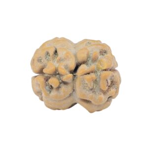 2 Mukhi Rudraksha 19.8mm 1.76gm - Rudraksha back