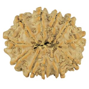 11 Mukhi Rudraksha 24.8mm 3.56gm - Rudraksha back
