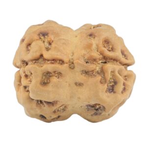 2 Mukhi Rudraksha 20.4mm 2gm - Rudraksha back