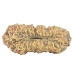 27 Mukhi Rudraksha 23.8mm 1.39gm - Rudraksha back