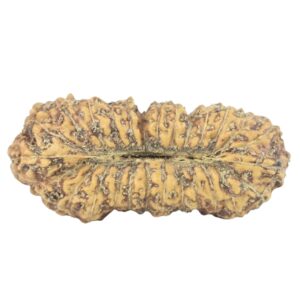 27 Mukhi Rudraksha 23.8mm 1.39gm - Rudraksha back