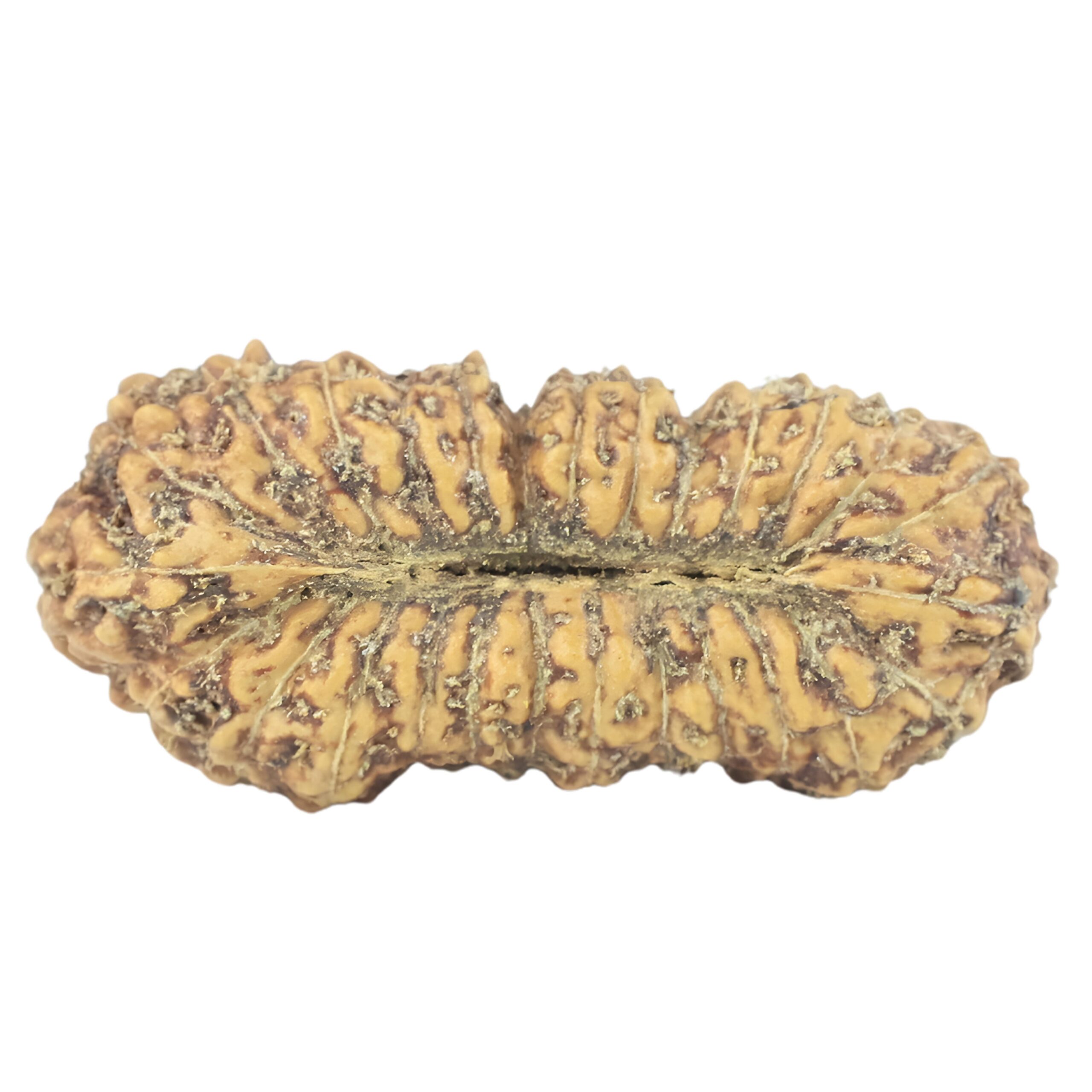 27 Mukhi Rudraksha 23.8mm 1.39gm - Rudraksha back