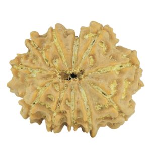 11 Mukhi Rudraksha 24.4mm 3.57gm - Rudraksha back