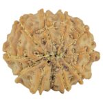 11 Mukhi Rudraksha 23mm 3.42gm - Rudraksha back