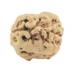 2 Mukhi Rudraksha 21mm 1.84gm - Rudraksha back