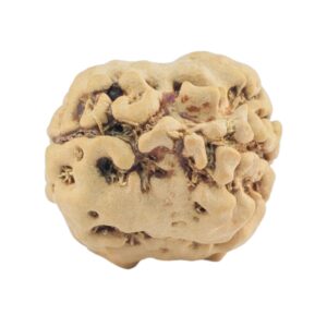 2 Mukhi Rudraksha 21mm 1.84gm - Rudraksha back