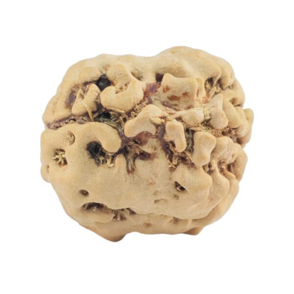2 Mukhi Rudraksha 21mm 1.84gm - Rudraksha back