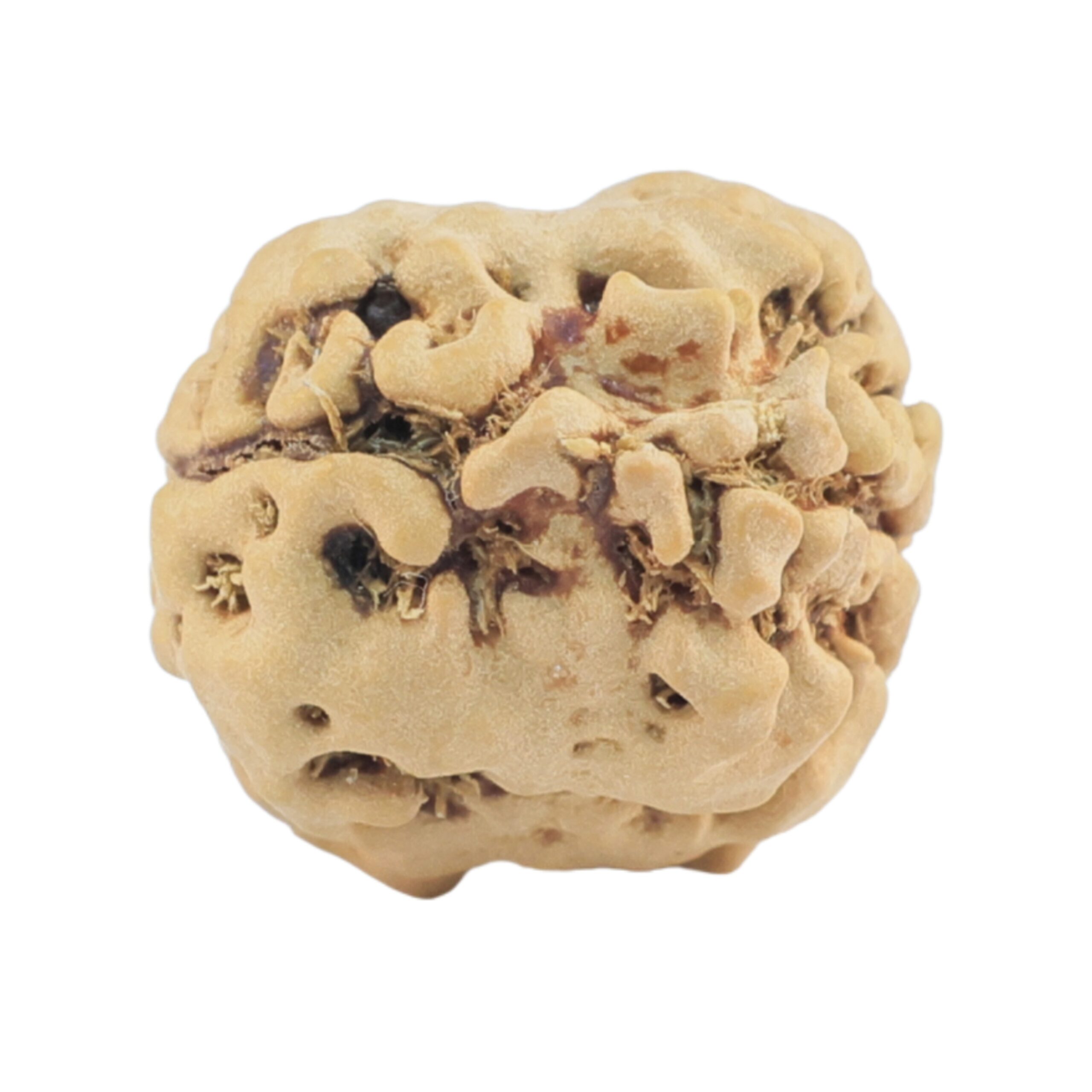 2 Mukhi Rudraksha 21mm 1.84gm - Rudraksha back