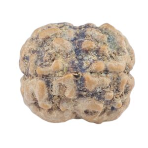 2 Mukhi Rudraksha 22.7mm 2gm - Rudraksha back