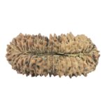 33 Mukhi Rudraksha 31.6mm 3.07gm - Rudraksha back