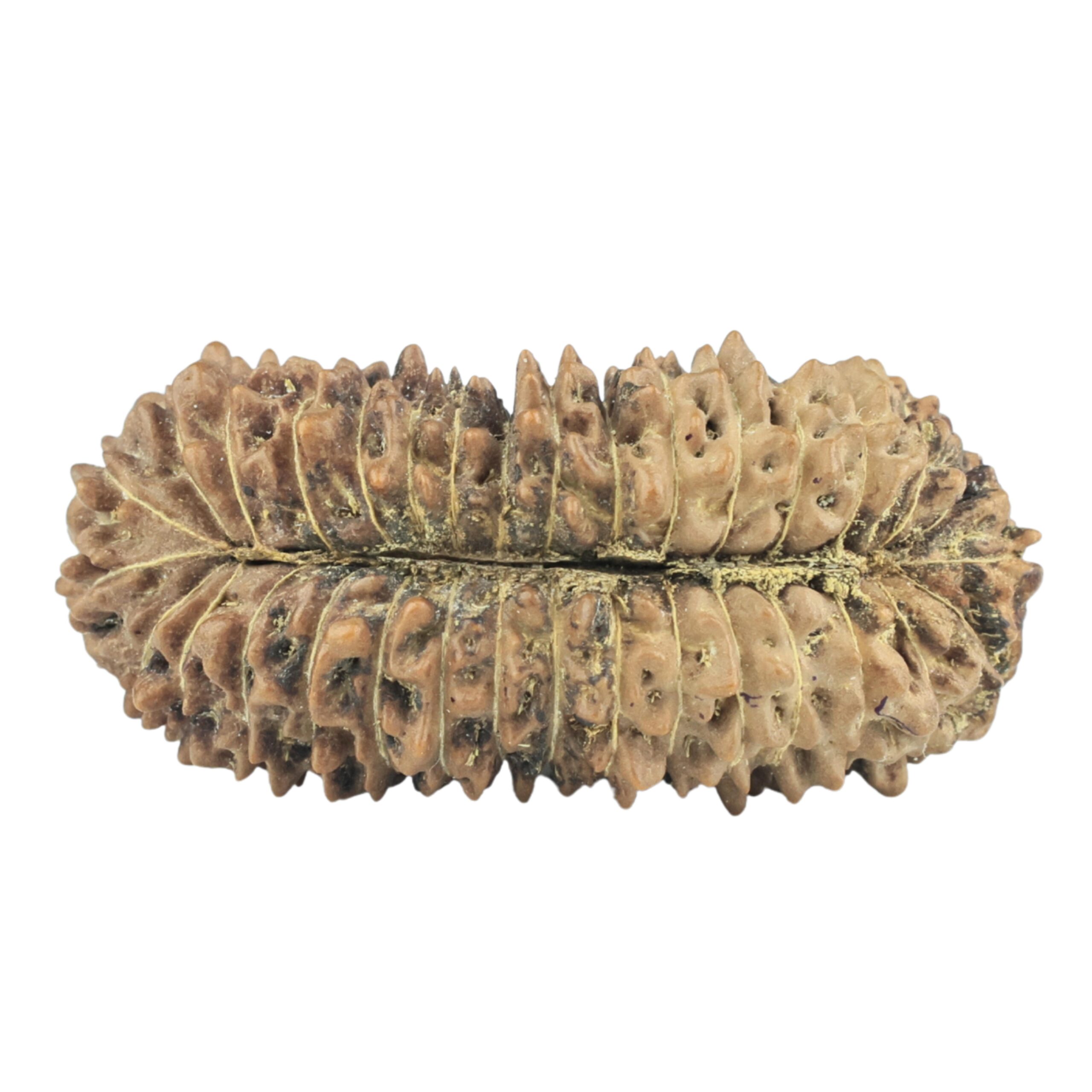 33 Mukhi Rudraksha 31.6mm 3.07gm - Rudraksha back
