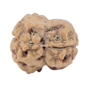 2 Mukhi Rudraksha 20.6mm 2gm - Rudraksha back
