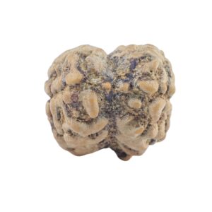 2 Mukhi Rudraksha 21.1mm 1.74gm - Rudraksha back