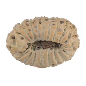 19 Mukhi Rudraksha 24.6mm 2.5gm - Rudraksha back