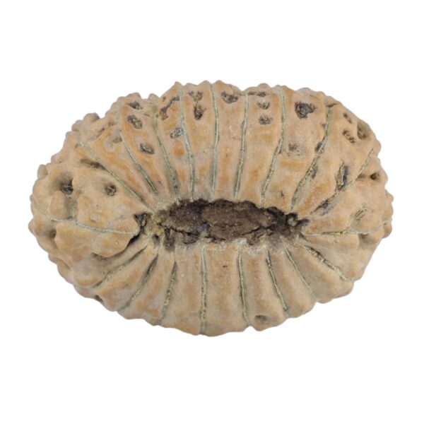 19 Mukhi Rudraksha 24.6mm 2.5gm - Rudraksha back