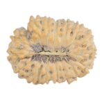 16 Mukhi Rudraksha 22.2mm 2.39gm - Rudraksha back