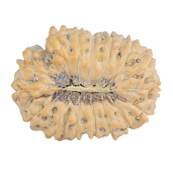 16 Mukhi Rudraksha 22.2mm 2.39gm - Rudraksha back