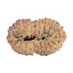 18 Mukhi Rudraksha 20.4mm 1.42gm - Rudraksha back
