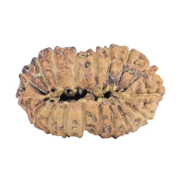 18 Mukhi Rudraksha 20.4mm 1.42gm - Rudraksha back