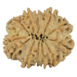 12 Mukhi Rudraksha 22mm 2.81gm - Rudraksha back
