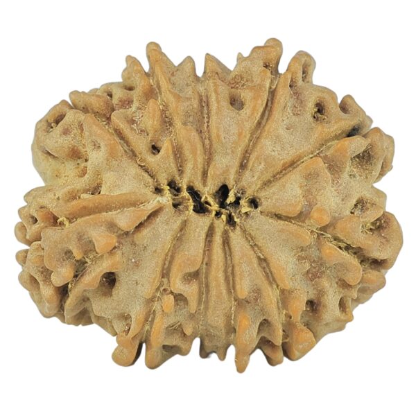 12 Mukhi Rudraksha 22mm 2.81gm - Rudraksha back