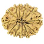 12 Mukhi Rudraksha 25.8mm 1.46gm - Rudraksha back